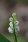 Lily of the valley